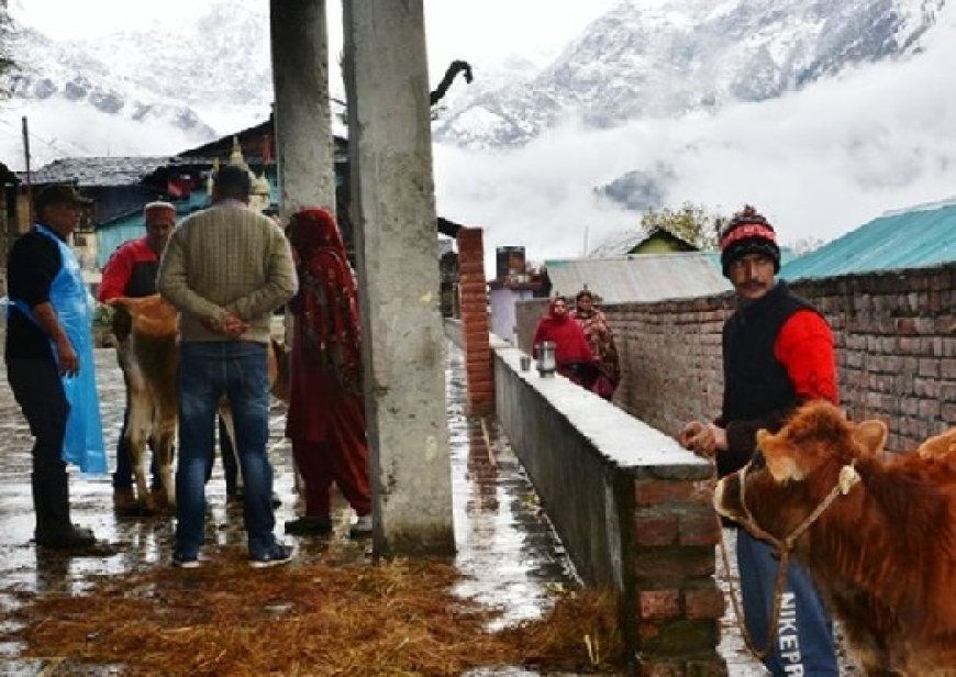 जनजातीय जिला किन्नौर में पशु चिकित्सालय इकाई दे रही उल्लेखनीय योगदान