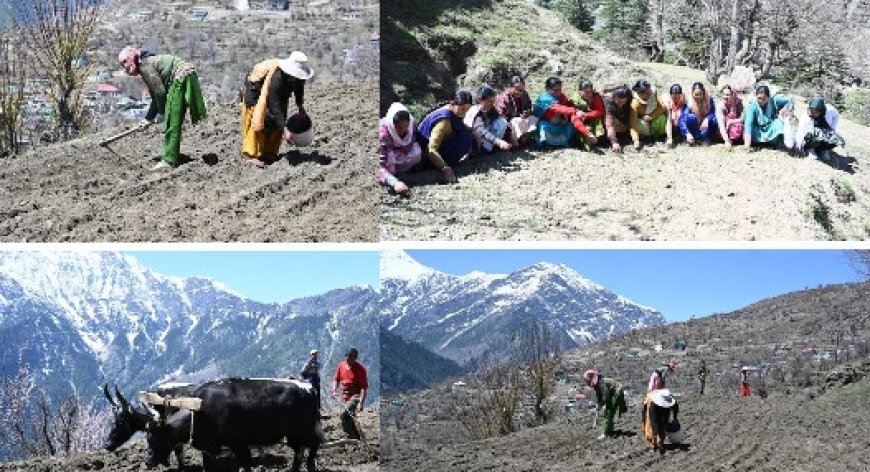पांगी उपमंडल को राज्य का पहला प्राकृतिक खेती उप-मंडल बनाने की घोषणा से क्षेत्र में उत्साह का माहौल