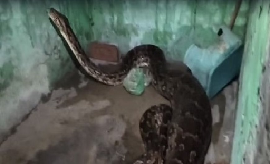 विशालकाय अजगर ने घर के बरामदे में बैठी एक कुतिया को बनाया अपना निवाला,लोगों में दहशत