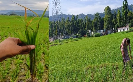 सिरमौर में धान की फसल में बौना विषाणु रोग का खतरा, वैज्ञानिकों ने किसानों के लिए जारी की सलाह