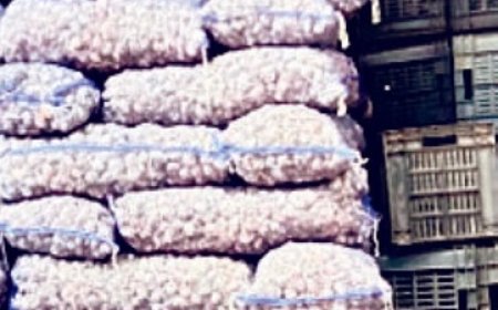 हिमाचल प्रदेश की सब्जी मंडी सोलन में कश्मीर से पहुंचा औषधीय गुण से भरपूर लहसुन का बीज 