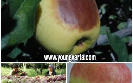 बारिश से सेब की गुणवत्ता को खतरा, उद्यान विभाग ने बागवानों के लिए जारी की एडवाइजरी