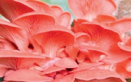 खुंब निदेशालय चंबाघाट के वैज्ञानिकों ने गुलाबी ढींगरी प्रजाति की ईजाद,जो हफ्ते में दे देगी फसल 