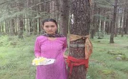 मनाली की बेटी कल्पना ने पूजा अर्चना के बाद पेड़ को बांधी राखी , बचपन में लगाया था देवदार का पाैधा