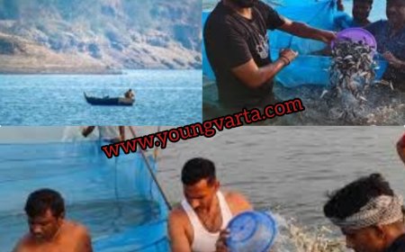 15 अगस्त के बाद लोग ले सकेंगे फिश का स्वाद , कल से पौंग झील में शुरू होगा मत्स्य आखेट  