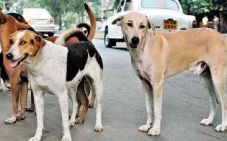 शिमला : आवारा कुत्तों से निपटने के लिए नगर निगम का अभियान शुरू, आवारा कुत्तों को पहनाए जाएंगे QR और GPS आधारित पट्टे