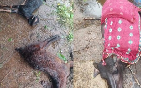 बिलासपुर में आसमानी बिजली गिरने से चार मवेशियों की मौत जबकि एक अन्य महिला भी घायल