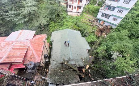 सीआरपीसी की धारा 133 के तहत शहर से हटाए खतरनाक पेड़ , डीसी ने अधिकारियों को हटाने का निर्देश 