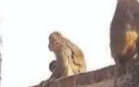 बंदरों के हमले से बचाव के दाैरान 65 वर्षीय सेवानिवृत शिक्षक की चार मंजिला मकान की छत से गिरकर मौत