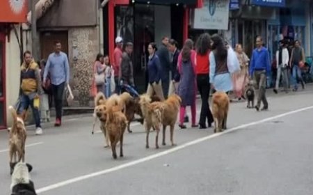 अब आवारा कुत्तों को मिलेगी डिजिटल पहचान, स्मार्ट कॉलर और मिलेगा डिजिटल क्यू आर कोड,विधायक ने की शुरुआत