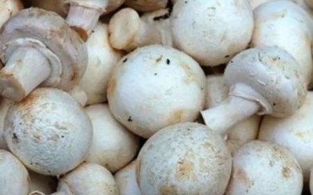 खुंब निदेशालय सोलन के वैज्ञानिकों का 25 से 28 डिग्री तापमान में मशरूम को तैयार करने के लिए शोध शुरू  