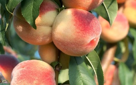 पीच वैली ऑफ हिमाचल के नाम से प्रसिद्ध राजगढ़ क्षेत्र में आडू़ उत्पादन लगातार जा रहा सिमटता  