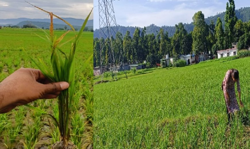 सिरमौर में धान की फसल में बौना विषाणु रोग का खतरा, वैज्ञानिकों ने किसानों के लिए जारी की सलाह