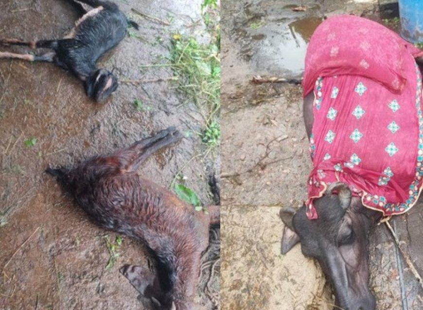 बिलासपुर में आसमानी बिजली गिरने से चार मवेशियों की मौत जबकि एक अन्य महिला भी घायल