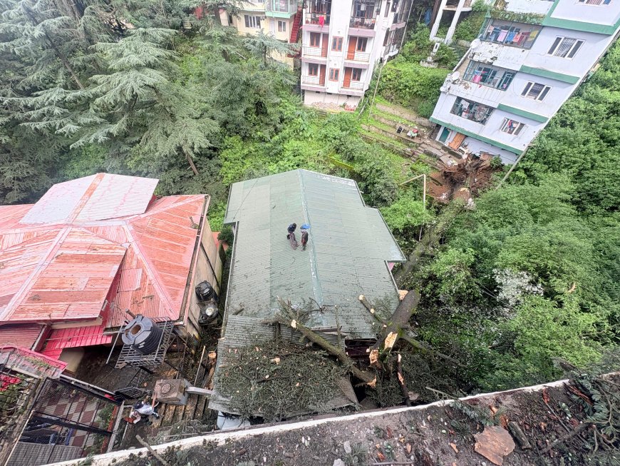 सीआरपीसी की धारा 133 के तहत शहर से हटाए खतरनाक पेड़ , डीसी ने अधिकारियों को हटाने का निर्देश 