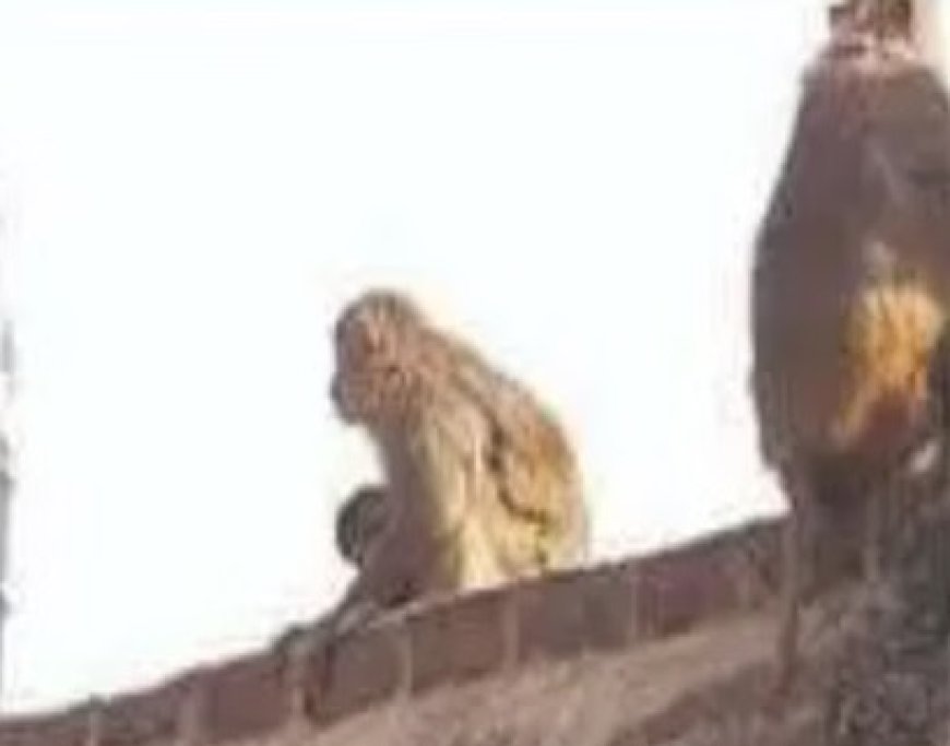 बंदरों के हमले से बचाव के दाैरान 65 वर्षीय सेवानिवृत शिक्षक की चार मंजिला मकान की छत से गिरकर मौत  