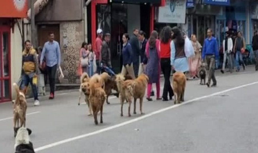 अब आवारा कुत्तों को मिलेगी डिजिटल पहचान, स्मार्ट कॉलर और मिलेगा डिजिटल क्यू आर कोड,विधायक ने की शुरुआत