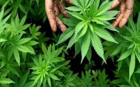 हिमाचल : पंचायतों में भांग और अफीम की खेती पाई जाने पर पंचायत प्रधानों को भूगतना होगा खामियाजा 