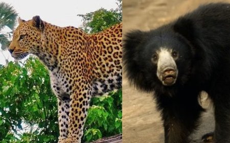 हिमाचल प्रदेश में तेंदुओं और एशियाई काले भालुओं की संख्या में उल्लेखनीय बढ़ोतरी