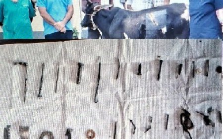 जोनल पशु चिकित्सालय बरनोह में गर्भवती गाय का सफलतापूर्वक ऑप्रेशन,41 कीलें सहित विभिन्न धातु के निकाले टुकड़े