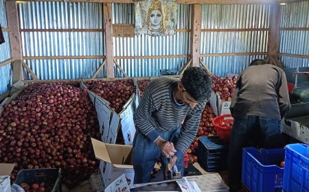 सेब बहुल क्षेत्रों में तुड़ान व ढुलाई कार्य जारी , मंडियों को भेजे सवा पांच लाख से अधिक सेब कार्टन 