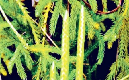 हिमाचल में पहली बार दुलर्भ वनस्पति लाइकोपोडियम जापोनिकल मिली प्रजाति, होम्योपैथी दवाएं बनाने में रामबाण साबित 