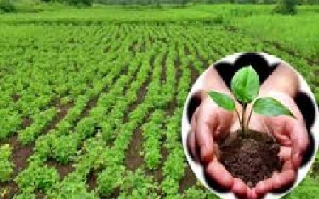 2,22,893 किसानों ने प्राकृतिक खेती पद्धति को अपनाया, 38,437 हेक्टेयर भूमि पर हो रही प्राकृतिक खेती