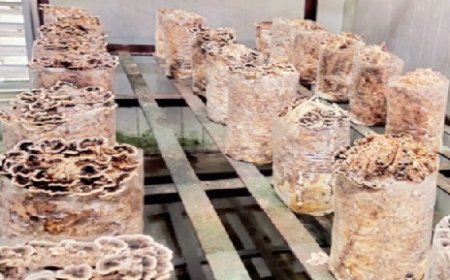 शिटाके के बाद अब टर्की टेल मशरूम उत्पादकों को करेगी मालामाल,20  हजार रुपये प्रति किलो है कीमत 