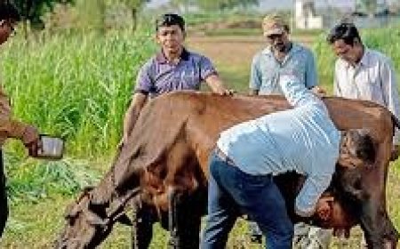 प्रदेश में कारगर सिद्ध होगी पशु मित्र योजना , ग्रामीण क्षेत्रों में घर-द्वार पर उपलब्ध होंगी पशु स्वास्थ्य और नस्ल सुधार सेवाएं