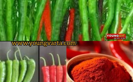 कृषि विश्वविद्यालय पालमपुर की देगी मिर्च की नई किस्म किसानों को करेगी मालामाल , 56 दिन में तैयार होगी फसल