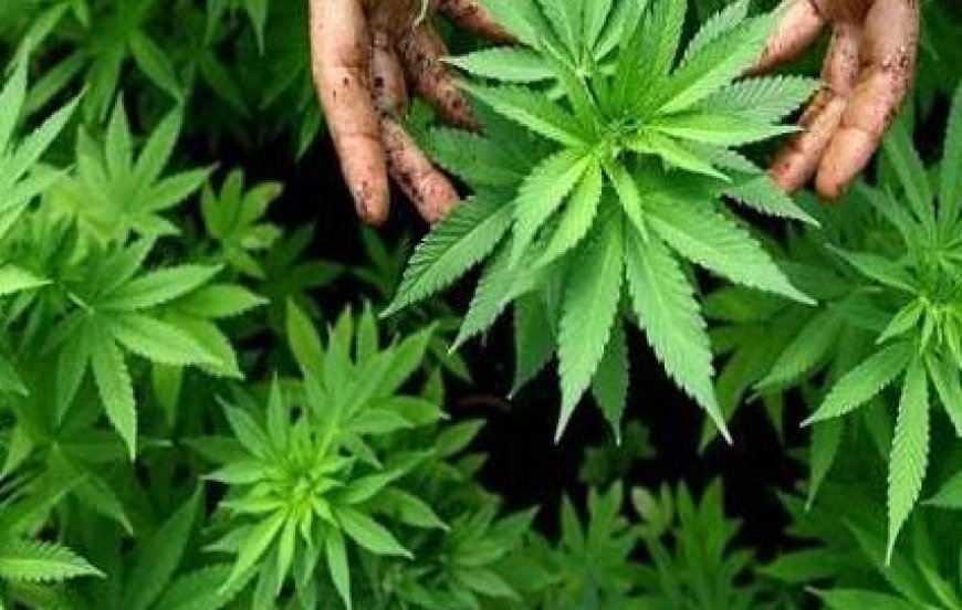 हिमाचल : पंचायतों में भांग और अफीम की खेती पाई जाने पर पंचायत प्रधानों को भूगतना होगा खामियाजा