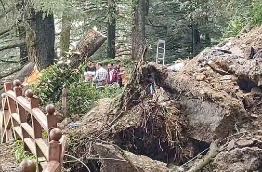 शिमला के रामचंद्र चौक में भयंकर लैंडस्लाइड,सरकारी आवासों पर गिरे पेड़, सड़क यातायात के लिए बंद,
