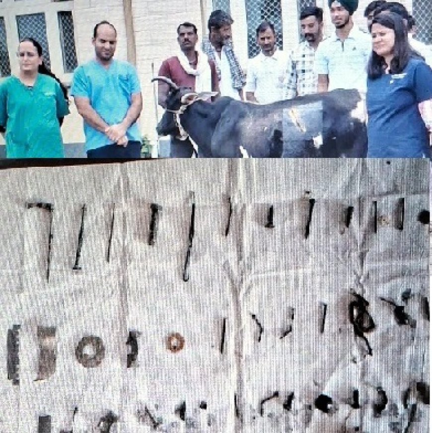 जोनल पशु चिकित्सालय बरनोह में गर्भवती गाय का सफलतापूर्वक ऑप्रेशन,41 कीलें सहित विभिन्न धातु के निकाले टुकड़े
