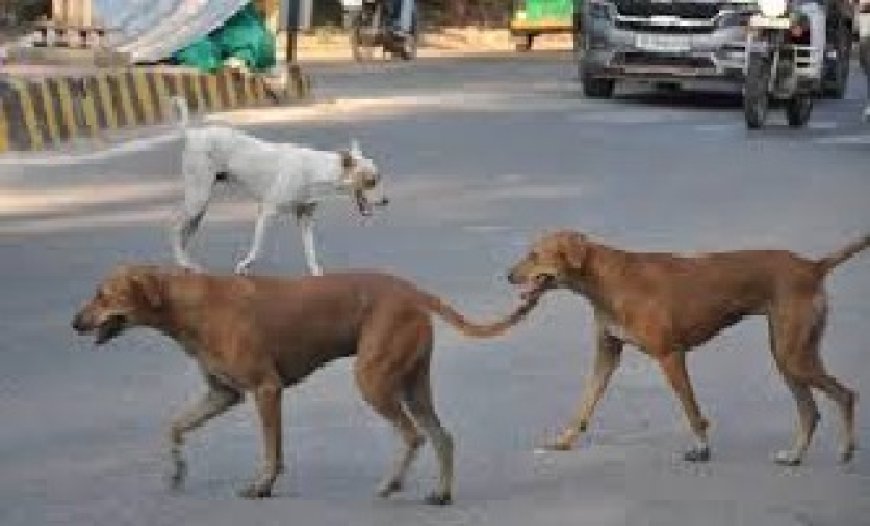 शिमला में आवारा कुत्तों-बंदरों के काटने पर मुआवजा व FIR की मांग