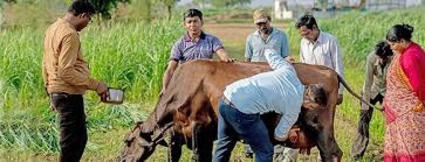 प्रदेश में कारगर सिद्ध होगी पशु मित्र योजना , ग्रामीण क्षेत्रों में घर-द्वार पर उपलब्ध होंगी पशु स्वास्थ्य और नस्ल सुधार सेवाएं