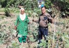 एक साथ कई फसलें उगाकर तीर्थू देवी ने पेश की मिसाल,वृद्ध महिला ने प्राकृतिक खेती से किया कमाल