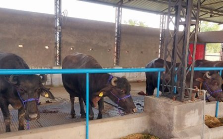 ऊना के बरनोह में है प्रदेश का पहला मुर्रा प्रजनन डेयरी फार्म, प्रारंभिक संचालन के लिए लाई 9 शुद्ध नस्ल की भैंसें