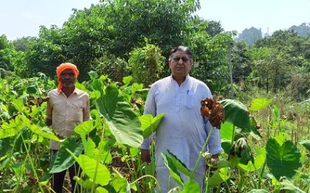 रिटायर्ड प्रिंसिपल ने खेती-किसानी में भी किया कमाल,हर सीजन में लाखों की सब्जी बेच रहे कमलेश कुमार पटियाल