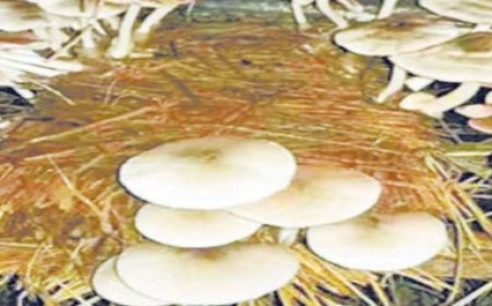 प्रोटीन से भरपूर पराली मशरूम 12 दिन में होगी तैयार,खुब अनुसंधान निदेशालय ने तैयार की किस्म