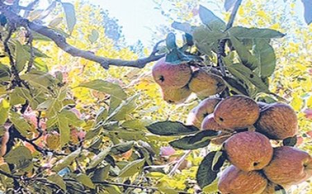 देशभर की मंडियों में हिमाचल के किन्नौर जिले का सेब मचा रहा धूम,बेहतर दाम मिलने से बागवान खुश