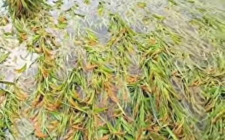 भारी बारिश से बर्वाद हो गई धान की फसल , किसानों ने मांगा मुवावजा 