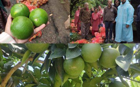 किसानों के लिए कारगर साबित हो रही एचपी शिवा परियोजना , कृषकों की आमदनी का जरिया बनी मौसम्मी  