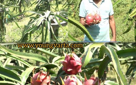 ड्रैगन फ्रूट बना आमदनी का जरिया , राजेंद्र ने उद्यान विभाग से सब्सिडी प्राप्त करके 5 कनाल भूमि पर लगाए 864 पौधे