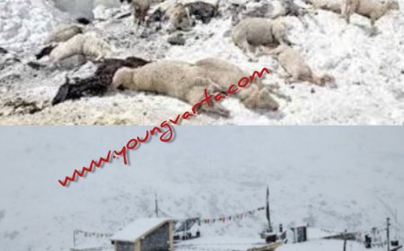 जरासू जोत में हिमस्खलन की चपेट में आने से 250 भेड़-बकरियों की मौत , प्रदेश की  लाहौल घाटी में हिमपात
