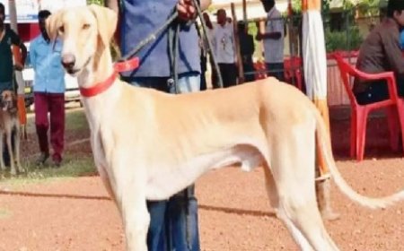 ट्रेनिंग लेकर अद्भुत शौर्य का प्रदर्शन कर रहे भारतीय नस्ल के कुत्ते  : पीएम