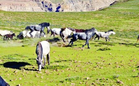 लवी मेला में अन्य राज्यों के अश्वपालक जानेंगे चामुर्थी घोड़े की खासियतें  :उपायुक्त