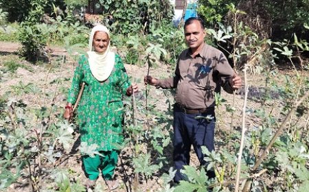 एक साथ कई फसलें उगाकर तीर्थू देवी ने पेश की मिसाल,वृद्ध महिला ने प्राकृतिक खेती से किया कमाल