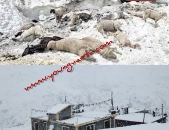 जरासू जोत में हिमस्खलन की चपेट में आने से 250 भेड़-बकरियों की मौत , प्रदेश की  लाहौल घाटी में हिमपात