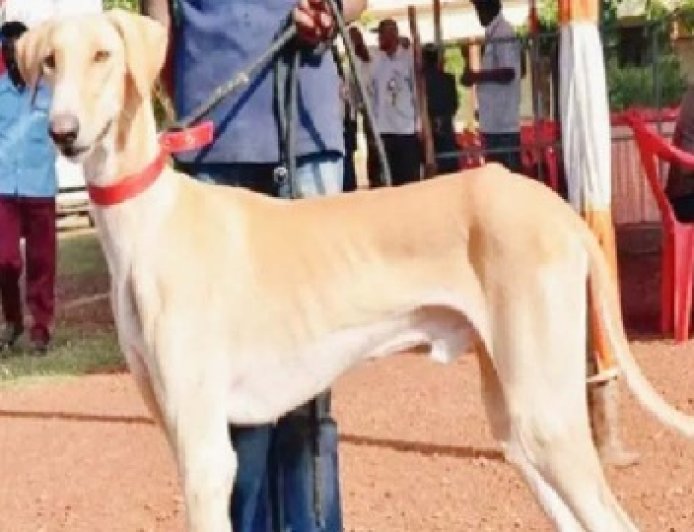 ट्रेनिंग लेकर अद्भुत शौर्य का प्रदर्शन कर रहे भारतीय नस्ल के कुत्ते  : पीएम