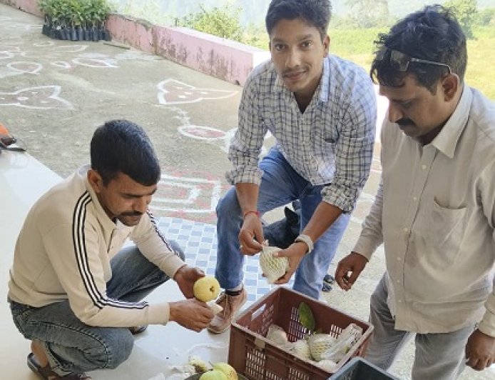 एचपी शिवा परियोजना से धर्मपुर में बागवानों की किस्मत चमकी, अमरूद की फसल से बढ़ी आय